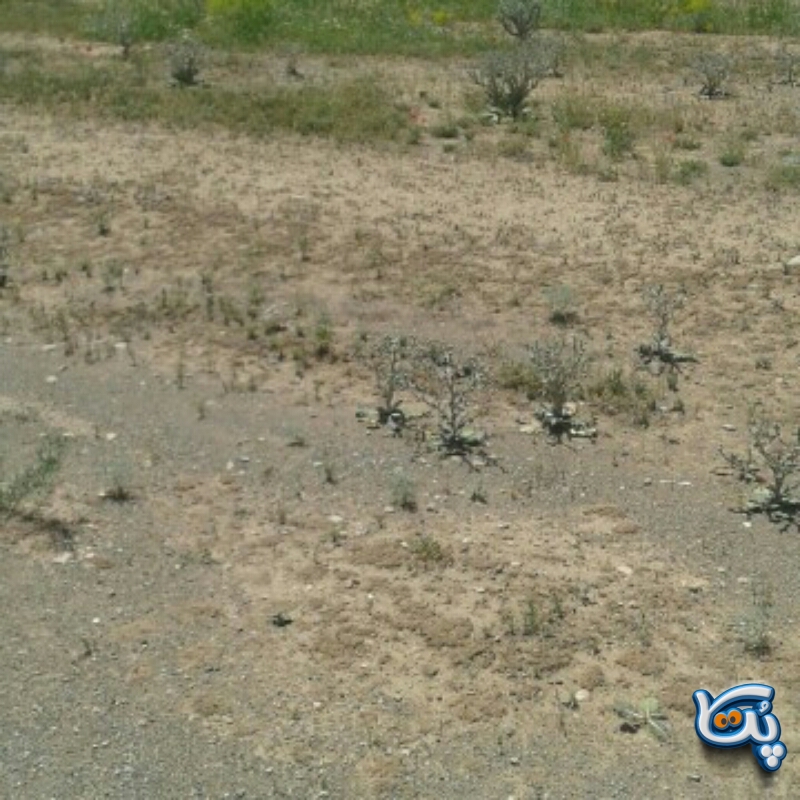 زمین زراعی نزدیک  مابین روستای سنق و سوله